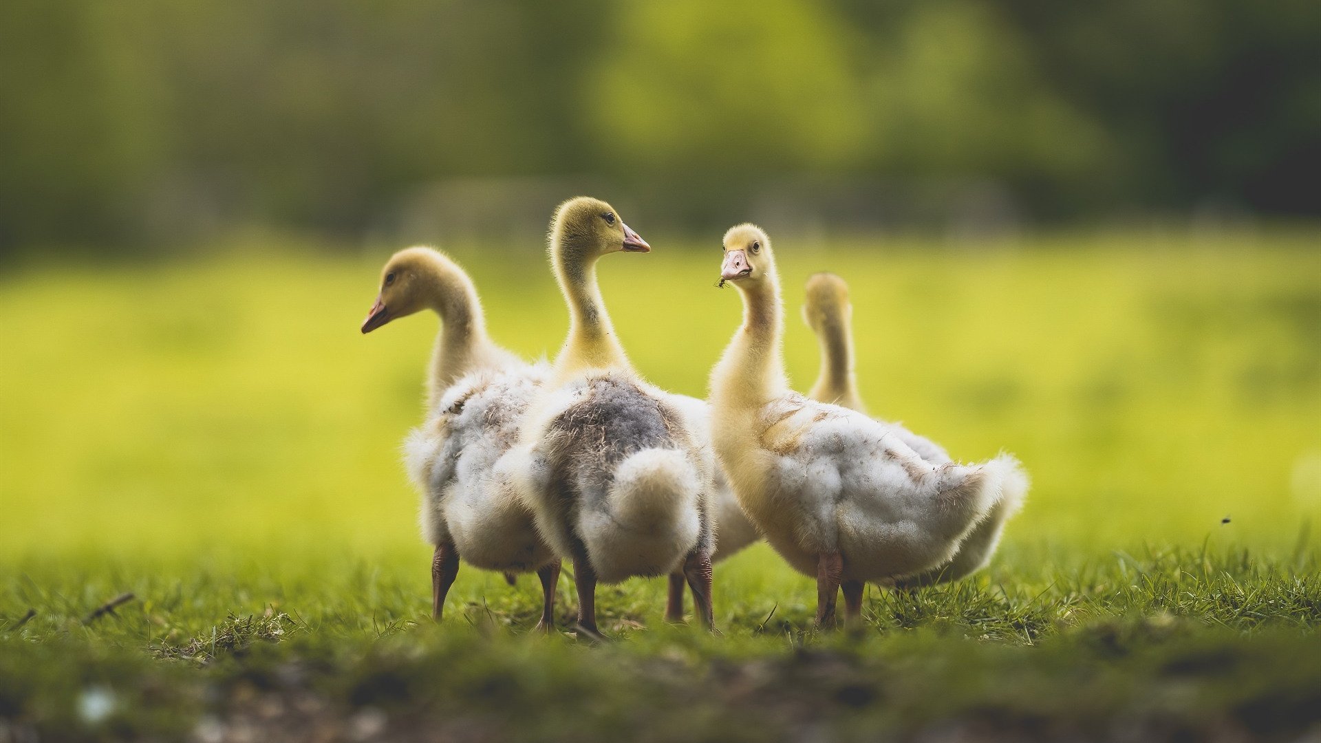 末节之王!戈麦斯导演逆转,尼斯主场力擒罗马